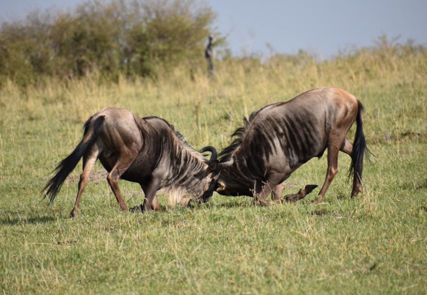 싸워서 이기는 꿈
