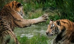 살인자와 싸우는 꿈