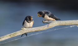 말싸움 이기는 꿈