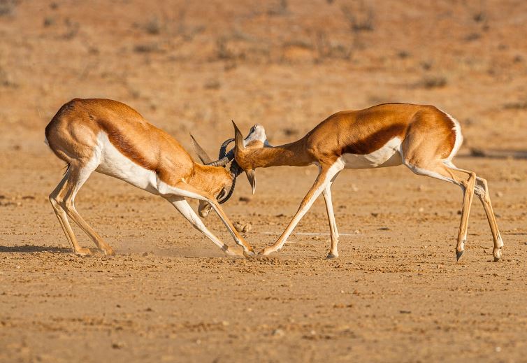 때리고 싸우는 꿈