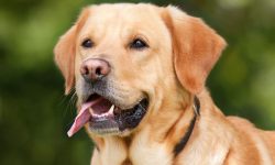 개끼리 싸우는 꿈