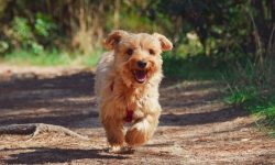 강아지끼리 싸우는 꿈