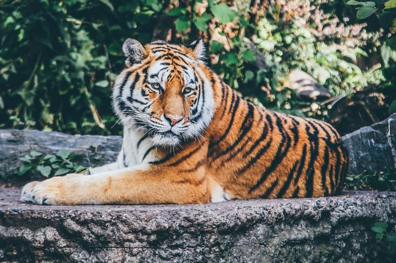 호랑이끼리 싸우는 꿈