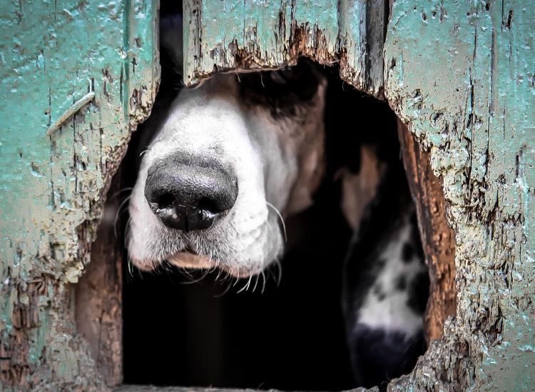 애인이 집착하는 꿈