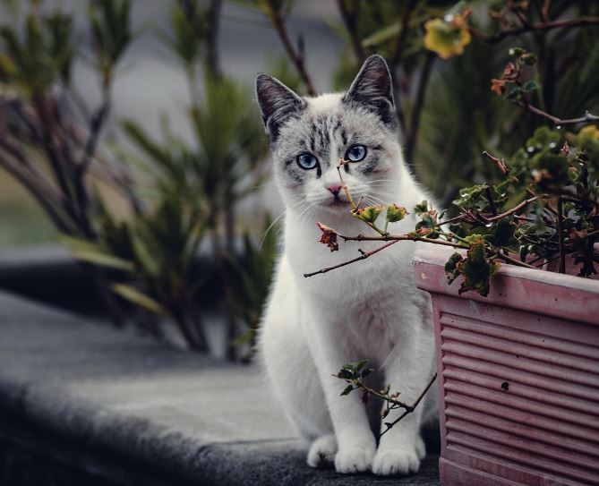 고양이가 찾아오는 꿈