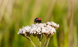 몸에 붙은 벌레를 떼어내는 꿈