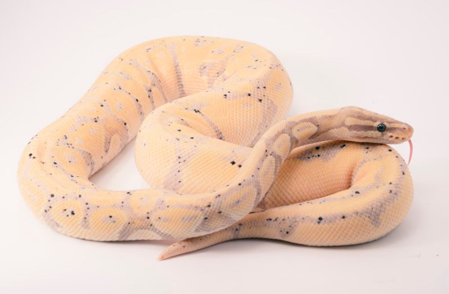 뱀을 떼어내는 꿈