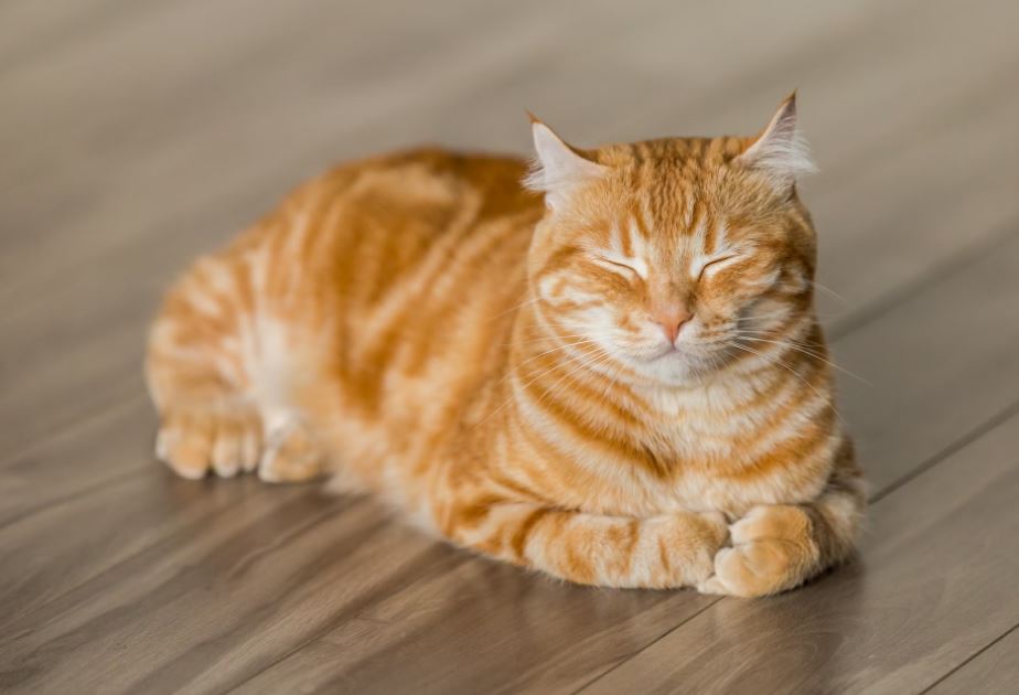 늙은 고양이 꿈