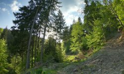 험한 산을 오르는 꿈