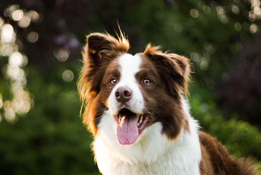 개가 똥싸는 꿈