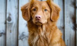 개를 쫓아내는 꿈