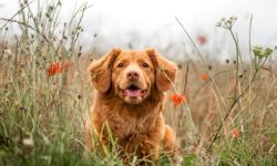 개가 쫓아오는 꿈