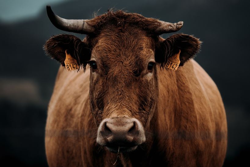 소가 똥을 누는 꿈