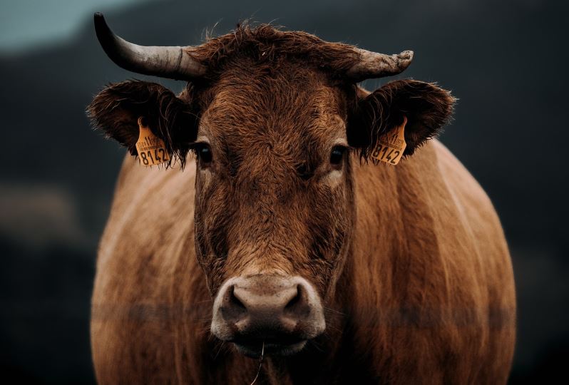 소를 끌고 가는 꿈