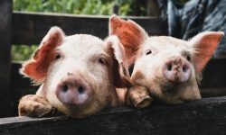 돼지가 똥싸는 꿈