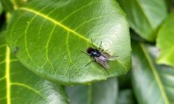 똥파리 꿈 해몽 뜻풀이 총정리 똥파리 꿈