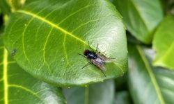 똥파리 잡는 꿈 해몽 뜻풀이 총정리 똥파리 잡는 꿈