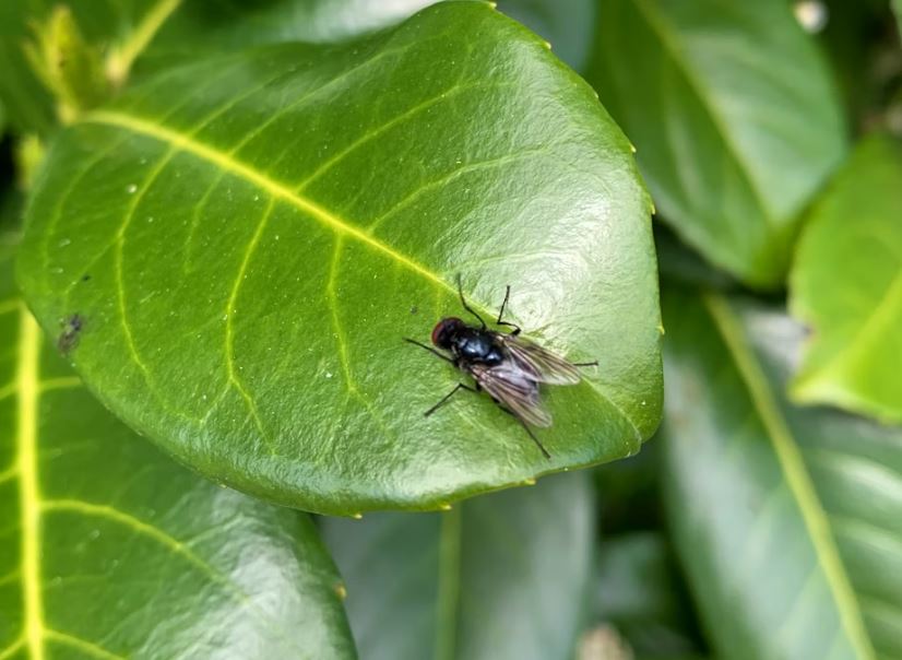 똥파리 잡는 꿈