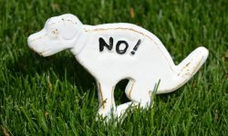 개똥 만지는 꿈