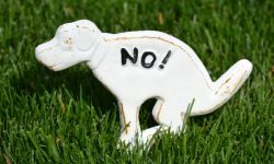 개가 똥누는 꿈