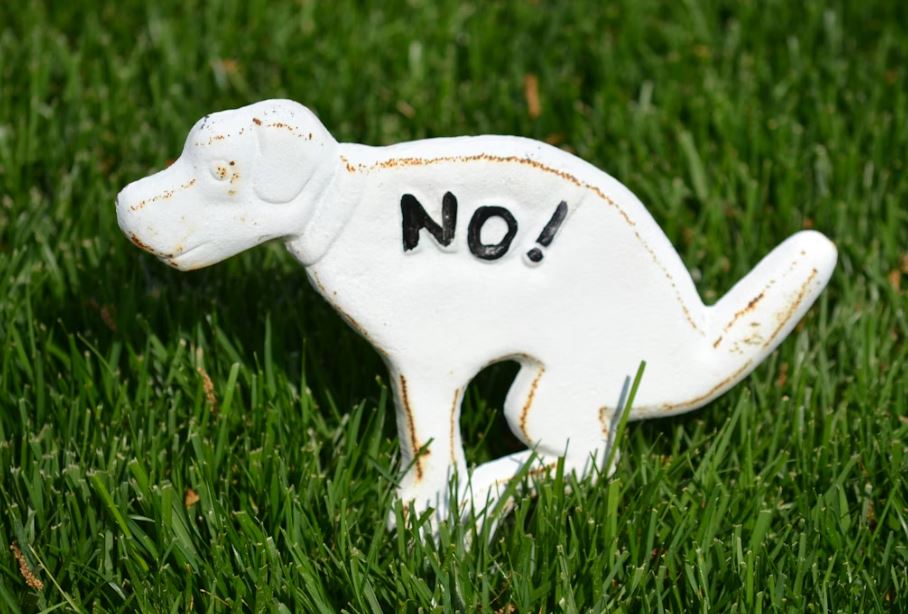 개가 똥누는 꿈