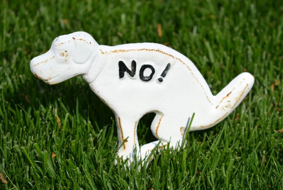 하얀똥을 싸는 꿈