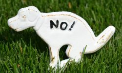 하얀똥을 먹는 꿈