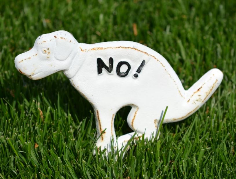 하얀똥을 먹는 꿈