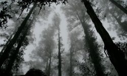 피를 흘리고 죽은 사람을 본 꿈