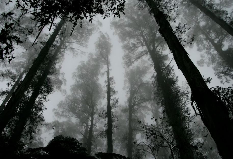 피를 흘리고 죽은 사람을 본 꿈
