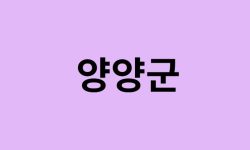 양양군 벚꽃 명소 추천 순위 (숨은길, 숨겨진 장소) 양양군 벚꽃 명소